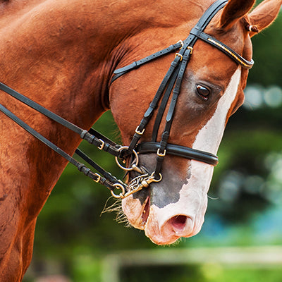 Horse Bits